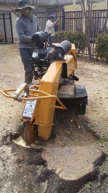 Large stump Removal