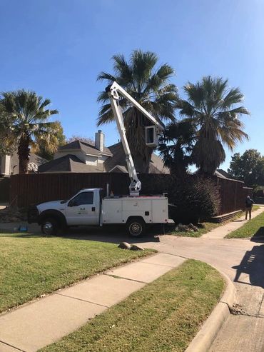 Palm Tree Trimming