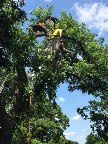 Broken branch removal from storm damage