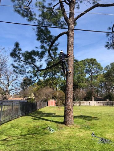 Tree Climbing with safety gear