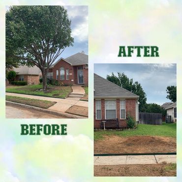 Tree removal before and after