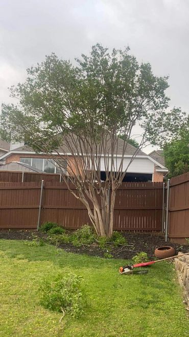 Crepe Myrtle Trimming