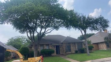 Trimmed Trees, with raised canopy