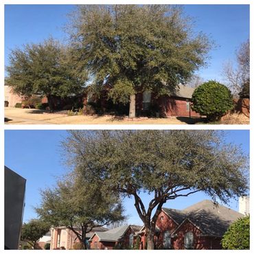 Before and after of tree pruning 