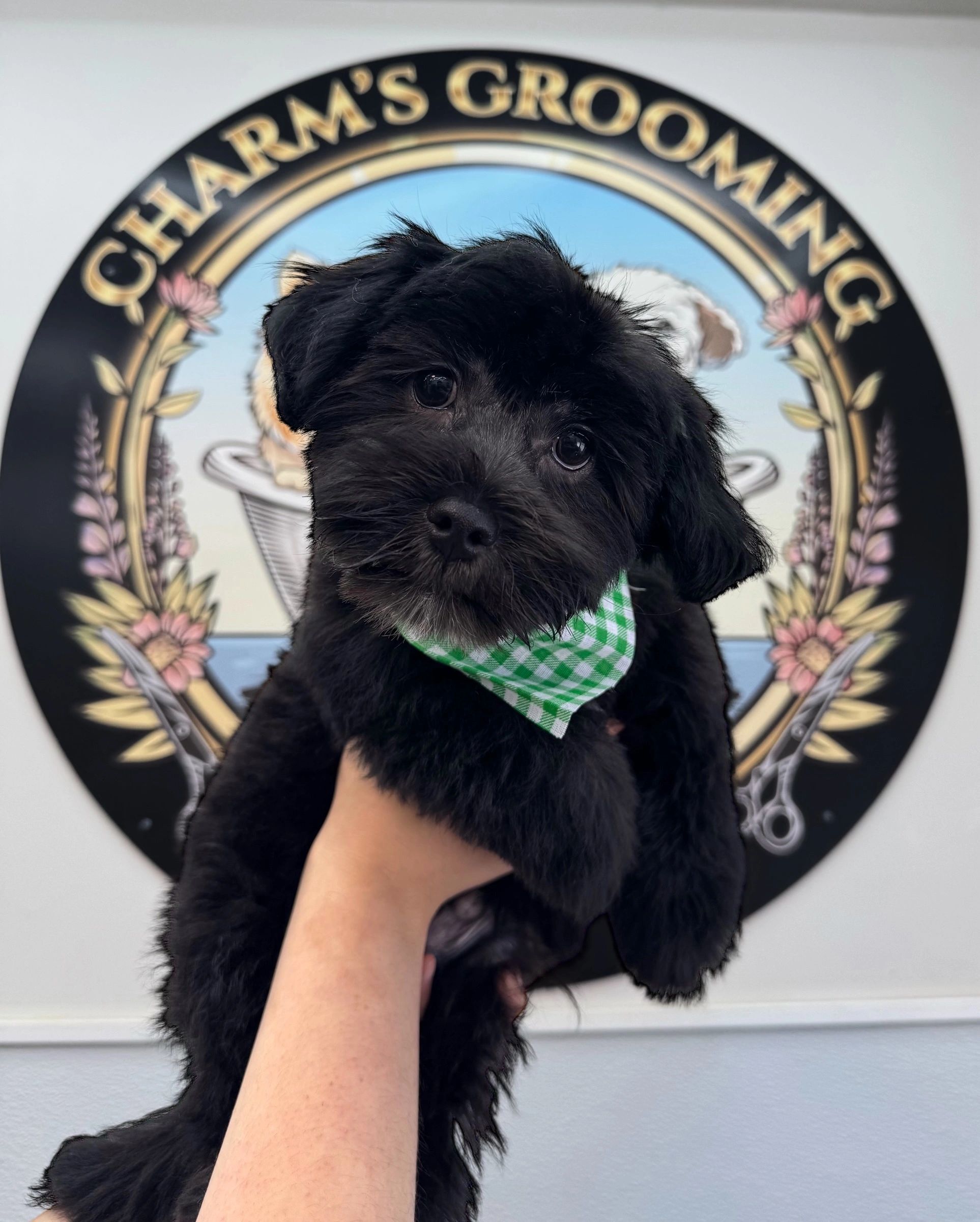 Charm's Grooming cover
