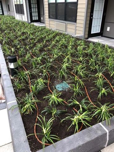trees planted in a small area beside a building