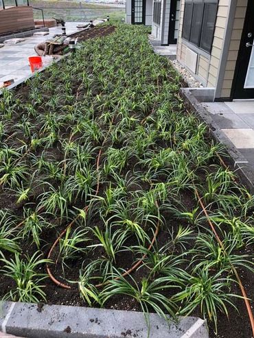 trees planted in a small area beside a building