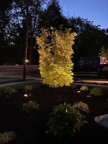 a tree with lighting on it 