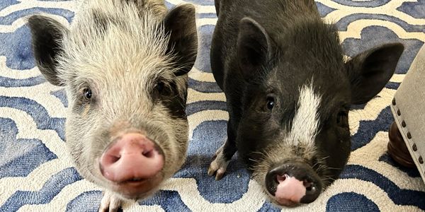 Meet our two adorable pot belly pigs, Archie and Hazel—full of charm, mischief, and snuggles!