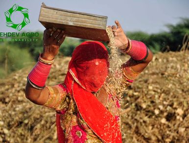 Women Farmer Harvestign and winnowing the Guar Seeds