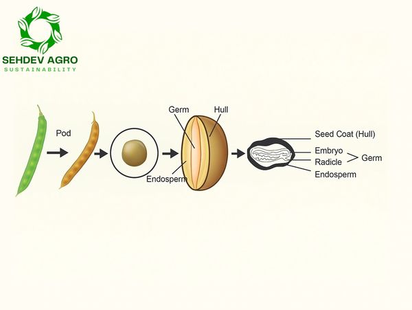 What is Guar ? Guar is an arid legume crop. Guar gum is endosperm of Guar seed found.   