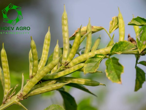 Promoting inclusive and holistic development of guar farmers through sustainable guar sourcing,