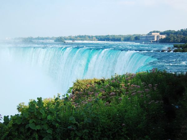 Niagara Falls waterfall with green plants in foreground.