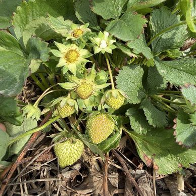 Unripe green strawberries growing among leaves in a garden.