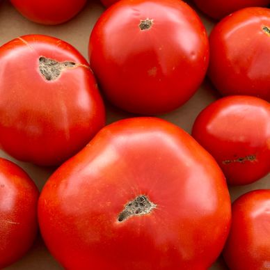 Garden fresh tomatoes