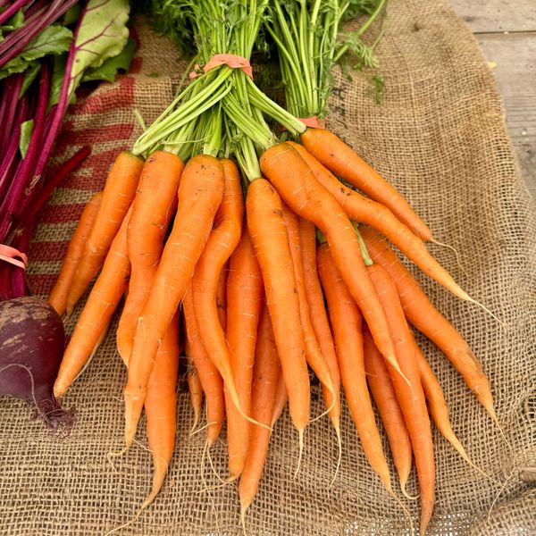 Bunch of carrots