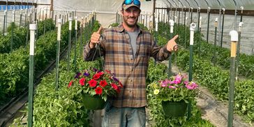Man holding hanging petunia baskets in a greenhouse full of planted tomato plants.