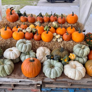 Pumpkins and Gourds