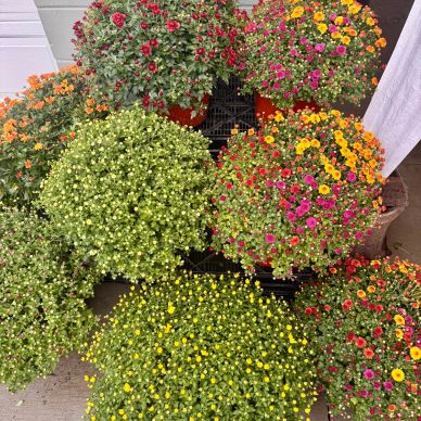 Hardy Garden Mums