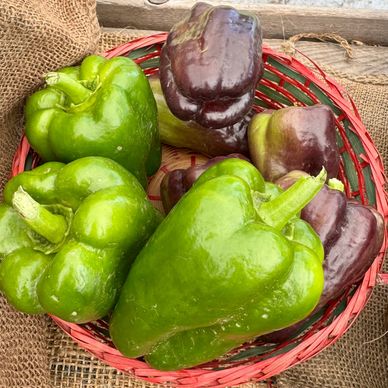 Green and Purple Bell Peppers in a basket
