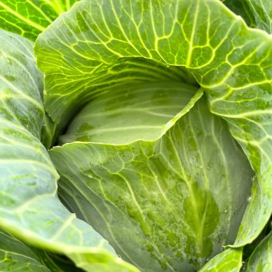 Cabbage
