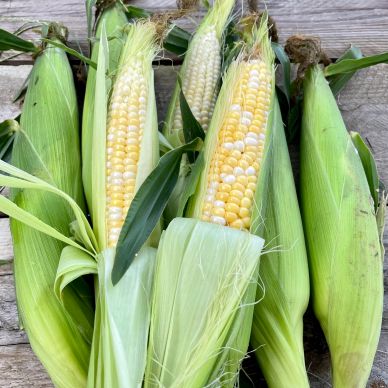 Sweet corn displayed