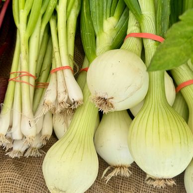 Scallions