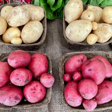 Boxes of white and red potatoes