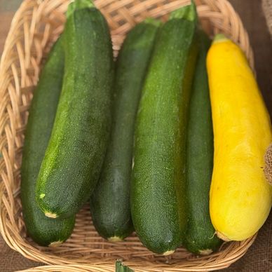 Zucchini and Yello Squash