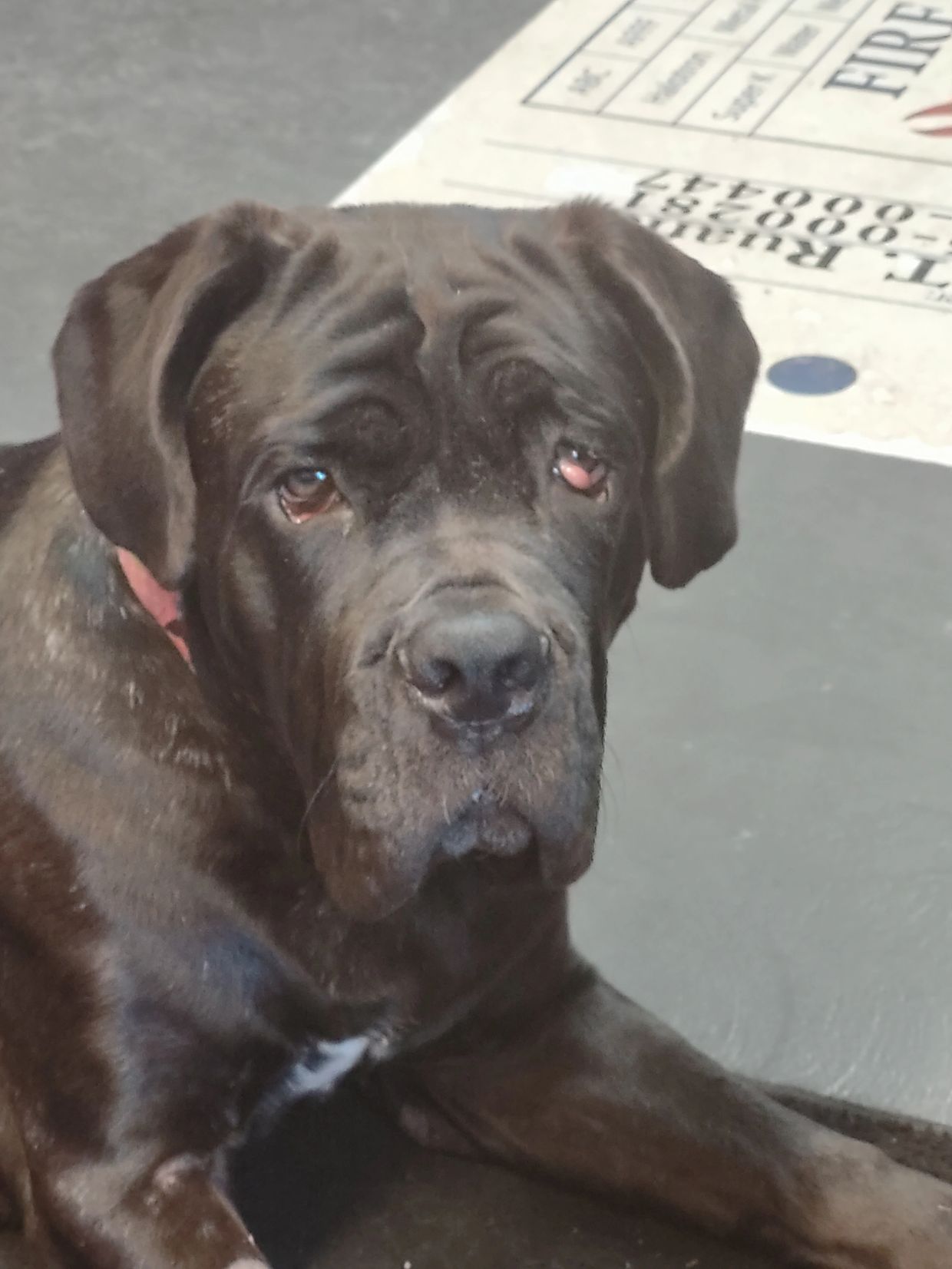 Florida Giant Dog Rescue CO2 & Fire Equipment Service Center