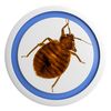 An image of a bed bug, a reddish-brown crawling insect commonly found in bedding and furniture.