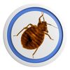 An image of a bed bug, a reddish-brown crawling insect commonly found in bedding and furniture.