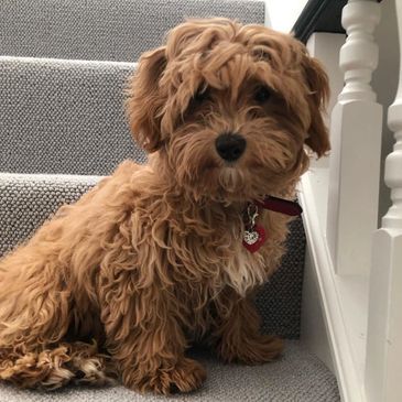 red Maltipoo from posh poos