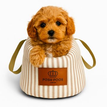 posh poos Maltipoo puppy in a posh poos dog carrier bag