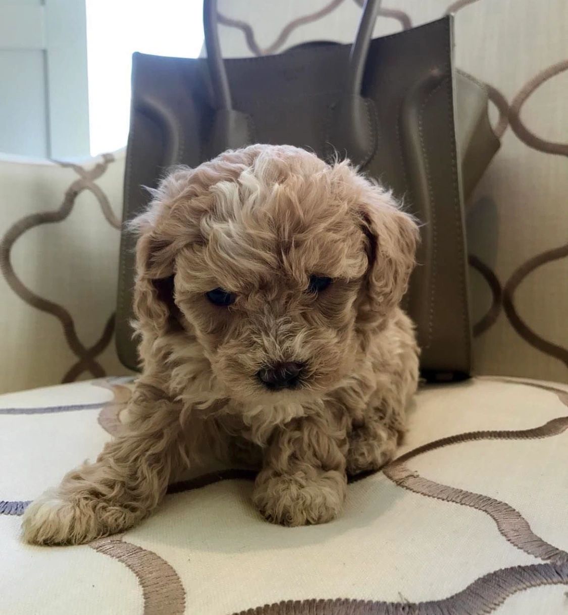 are maltipoo puppies lazy