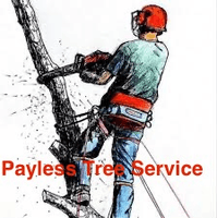 paylesstreeservicefl.com