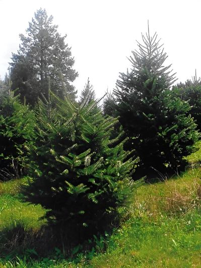 Brown’s Tree Farm