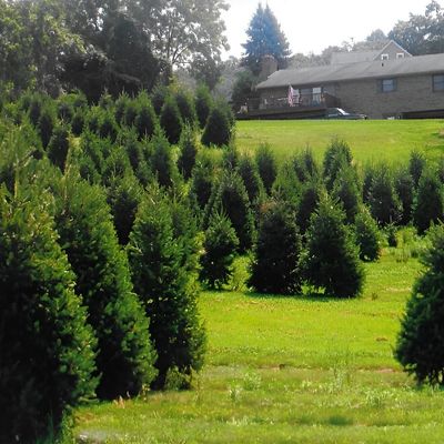 Brown’s Tree Farm