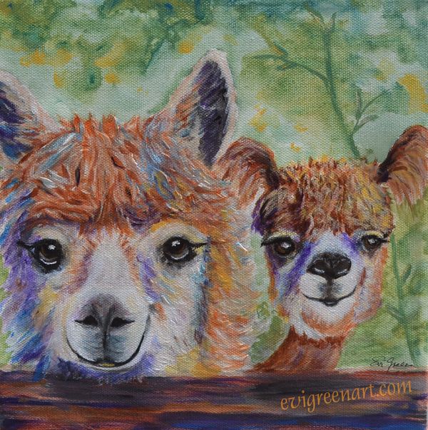 Two Alpacas