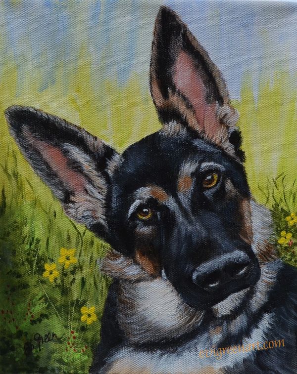 German Shepard