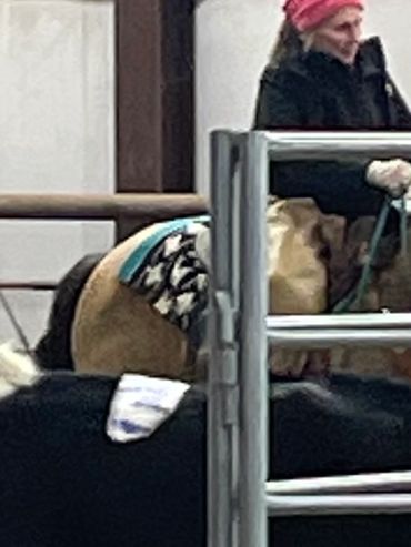Rocky sorting cattle 