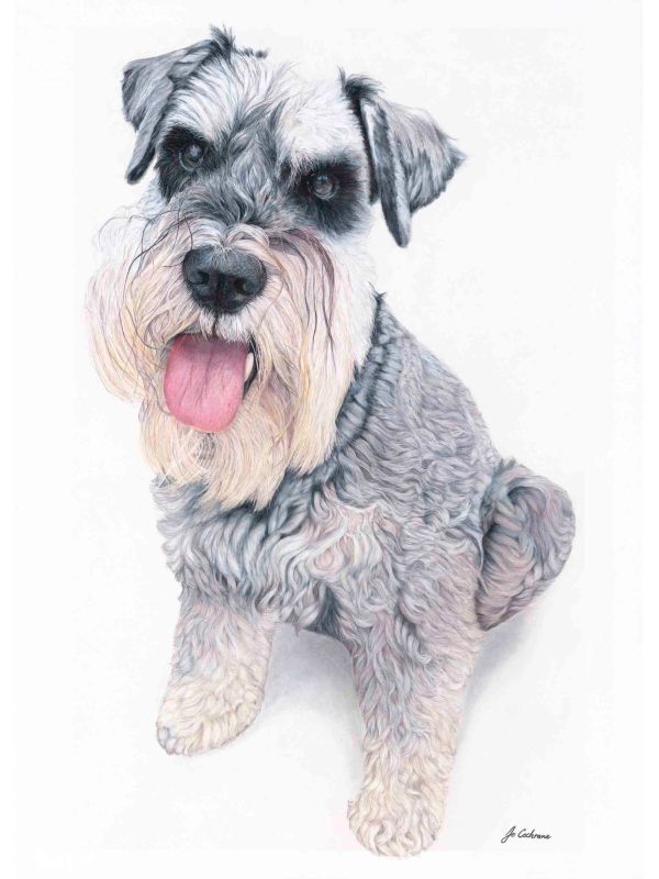 A happy Schnauzer dog with its tongue out sitting and looking up.