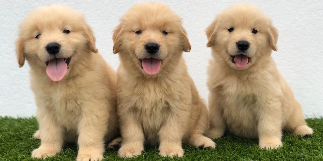 3 filhotes fofos de Golden Retriever, sorrindo e de linguinha pra fora na grama.