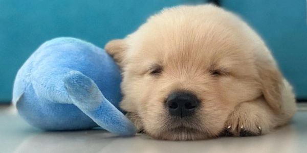 Um lindo filhote de Golden Retriever, deitado dormindo com seu brinquedo de pelúcia ao lado. 