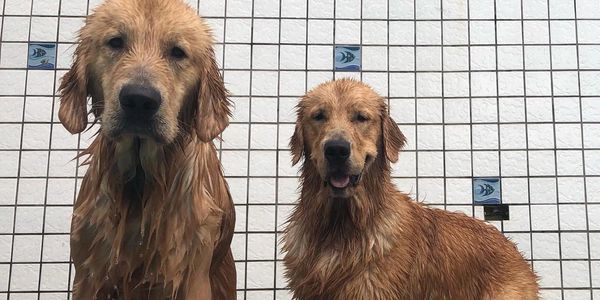 Dois Goldens Retrievers, molhados posando olhando diretamente para a câmera.