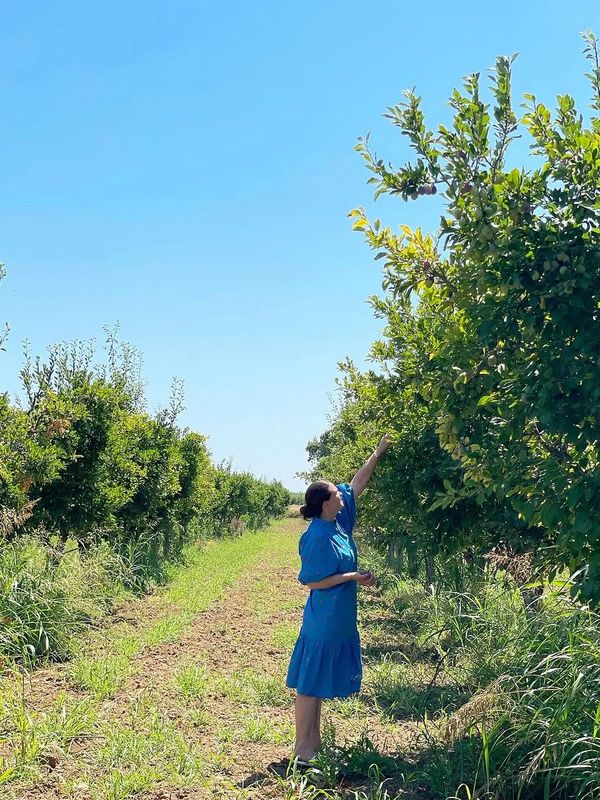 Woman in blue dress picking fruit in orchard on sunny day.
