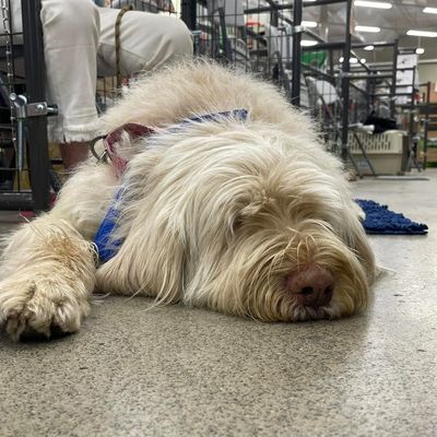 A large fluffy dog resting on the floor indoors.