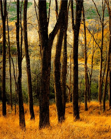 Sparse forest with golden grass in autumn light.