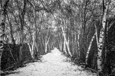 Black and white photo of a birch tree-lined path.