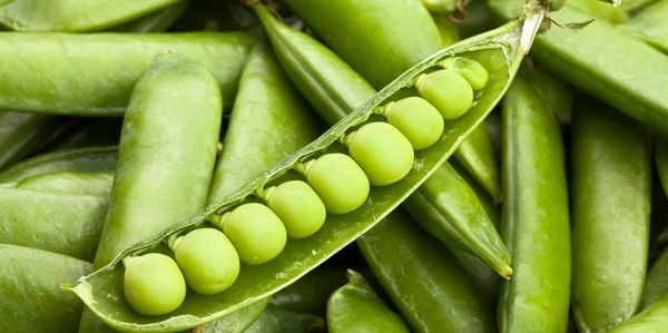 The Harvest Helper exposed peas in a pod